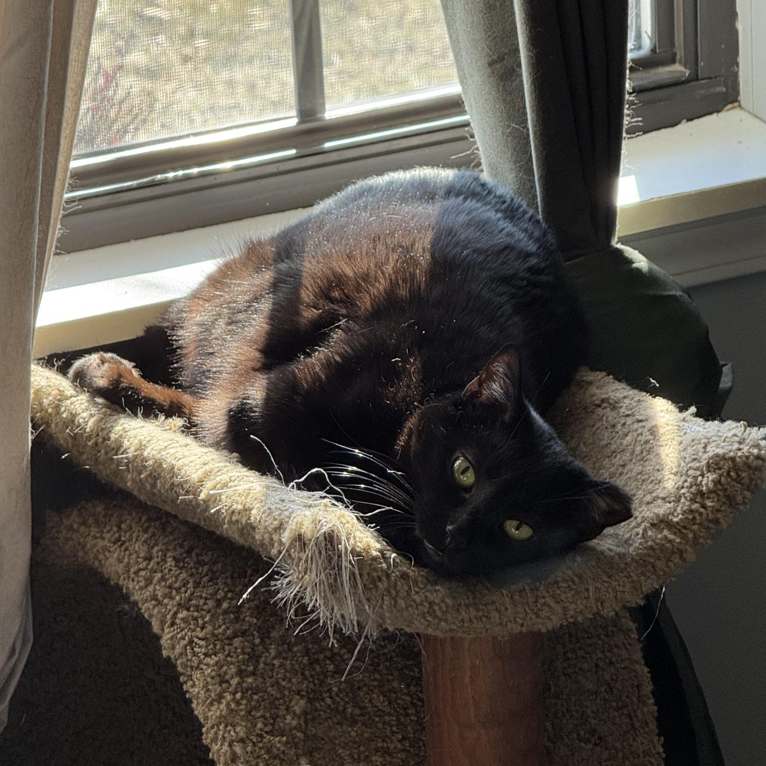 Mamba, Adoptable, Adult Female Domestic Short Hair.