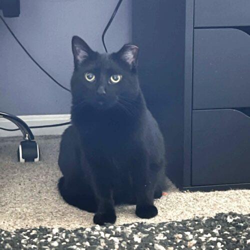 Enlarge Mamba, a Adoptable Domestic Short Hair in Fishers, IN image 3/3