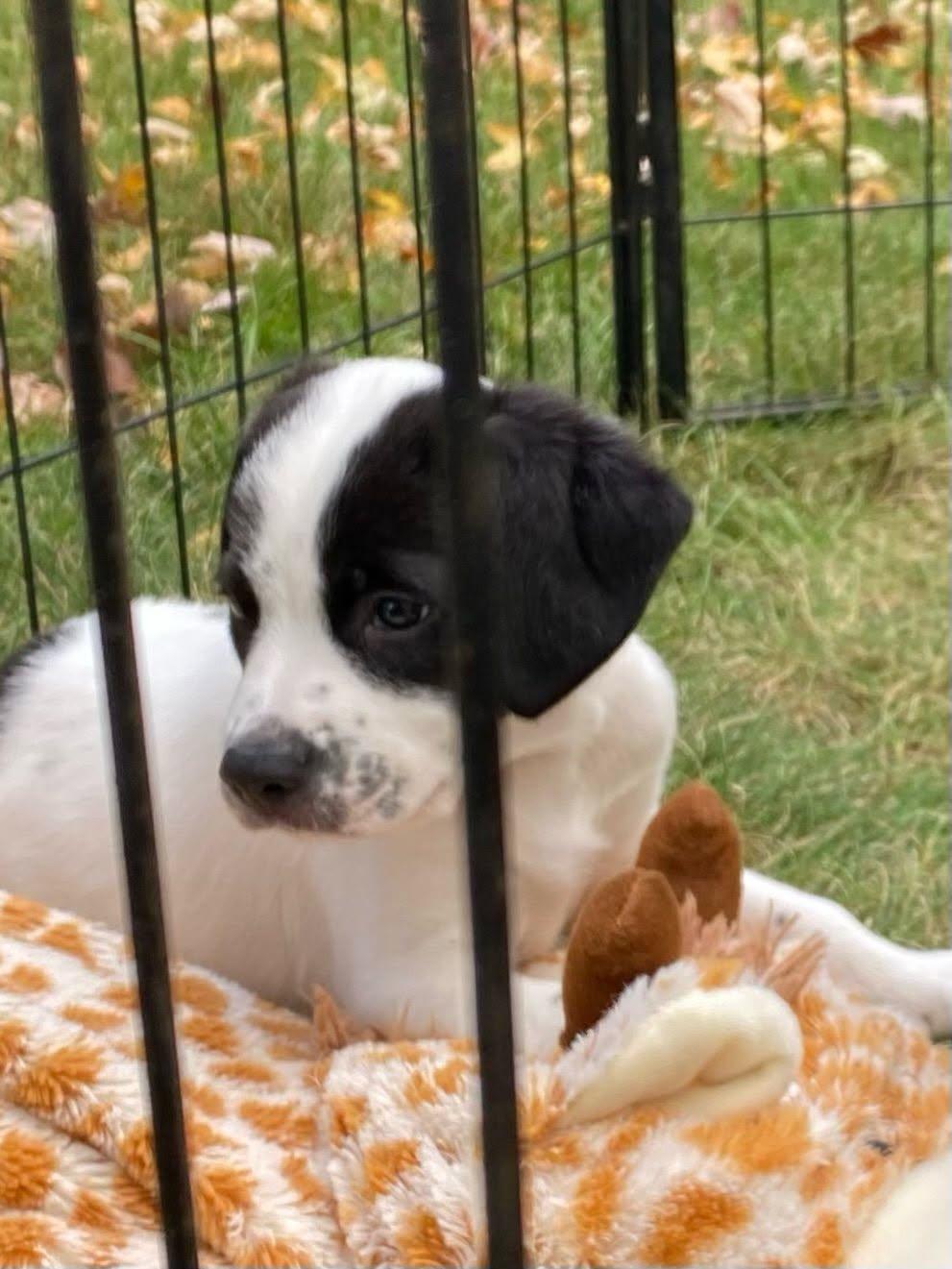 Ernie, Adoptable, Puppy Male Australian Shepherd.