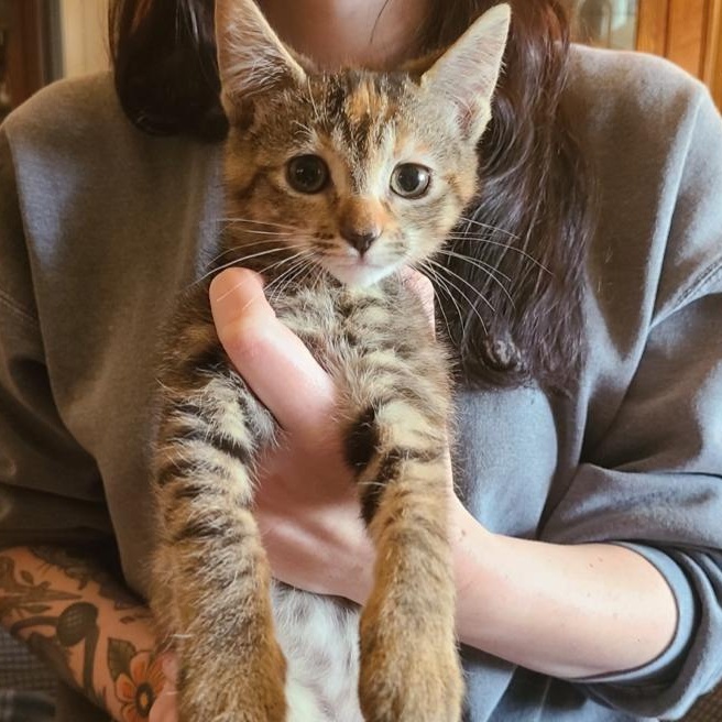 Enlarge Harper, an adopted Domestic Short Hair in Oceanside, CA image 1/1