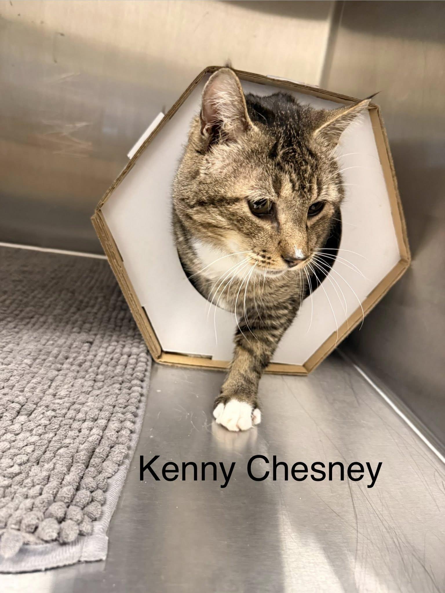Kenny Chesney, a ADOPTABLE Domestic Short Hair in Clarksville, TN image 3/3