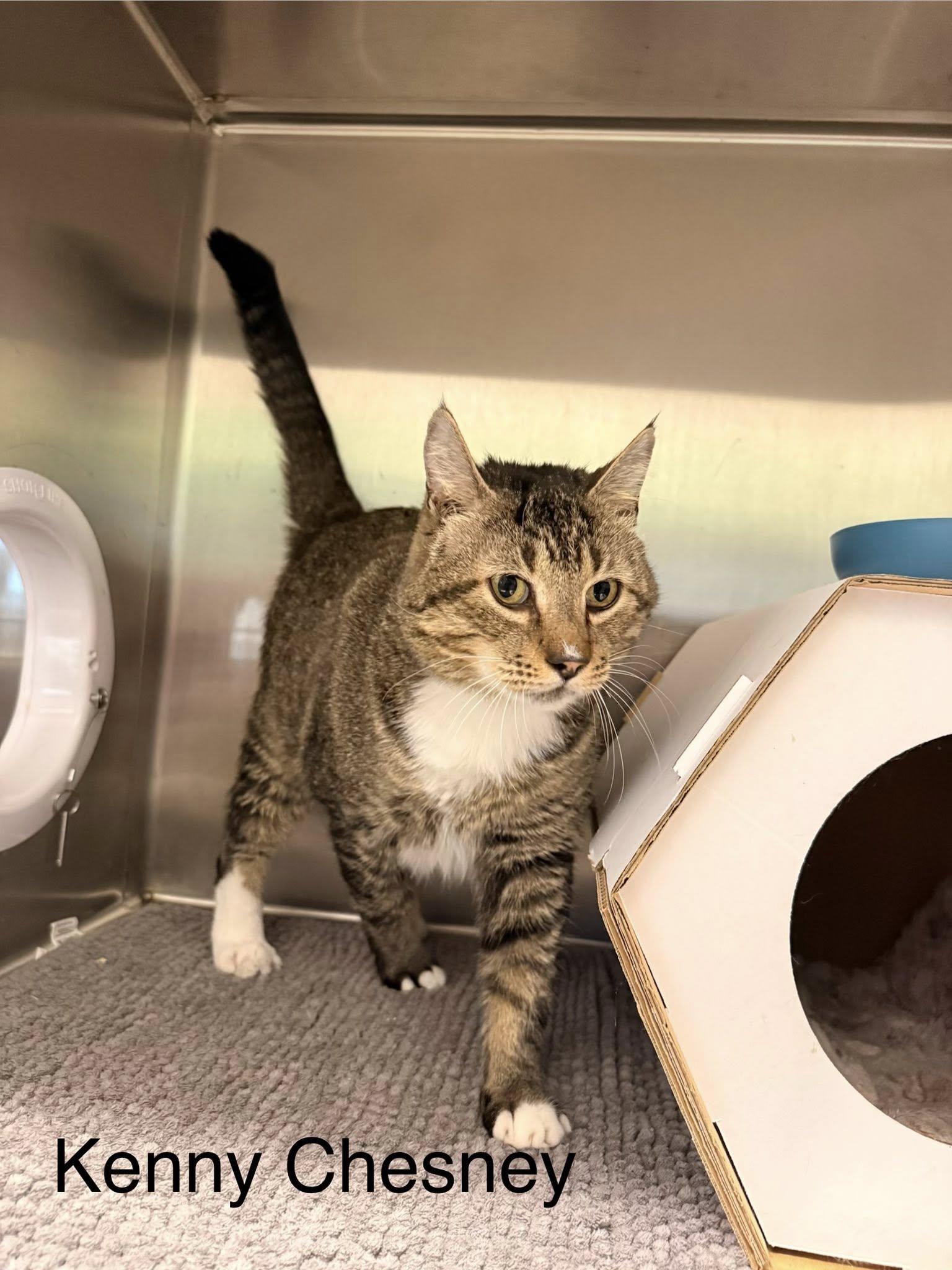 Kenny Chesney, ADOPTABLE, Adult Male Domestic Short Hair.