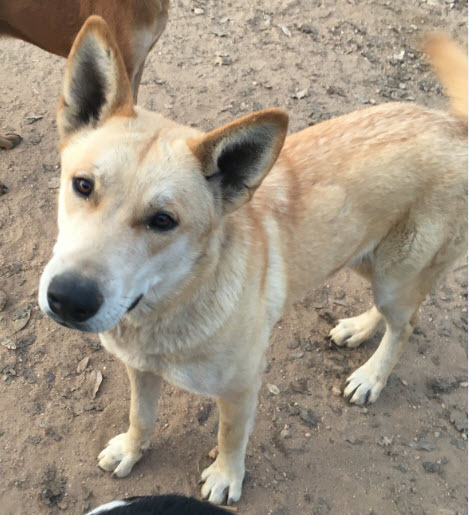 Buttercup, Adoptable, Adult Female Husky.
