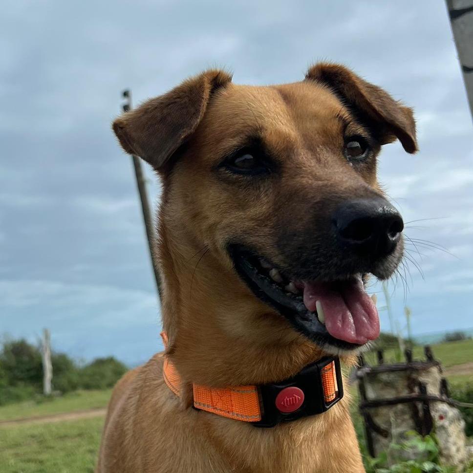 Enlarge Nina, a Adoptable Mixed Breed in Vieques, PR image 1/4
