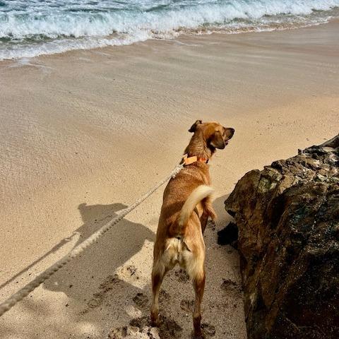 Enlarge Nina, a Adoptable Mixed Breed in Vieques, PR image 2/4