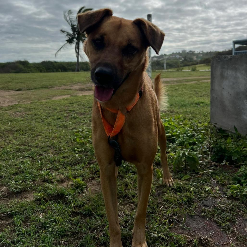Enlarge Nina, a Adoptable Mixed Breed in Vieques, PR image 3/4