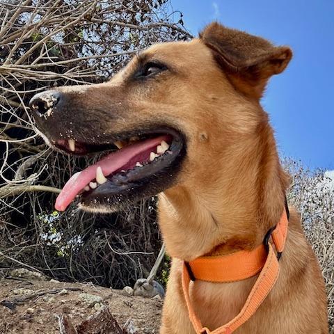 Enlarge Nina, a Adoptable Mixed Breed in Vieques, PR image 4/4
