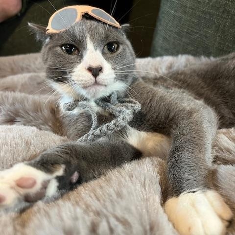 Enlarge Sullivan, a Adoptable Domestic Short Hair in Chesapeake Beach, MD image 1/6