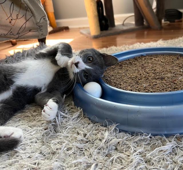 Enlarge Sullivan, a Adoptable Domestic Short Hair in Chesapeake Beach, MD image 6/6