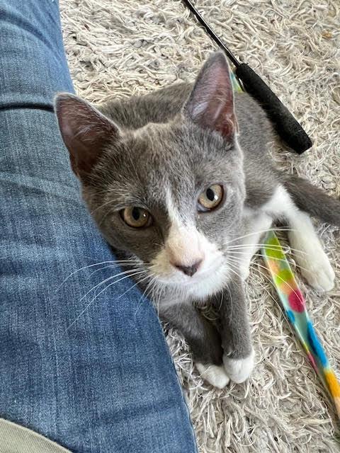 Enlarge Sullivan, a Adoptable Domestic Short Hair in Chesapeake Beach, MD image 4/6