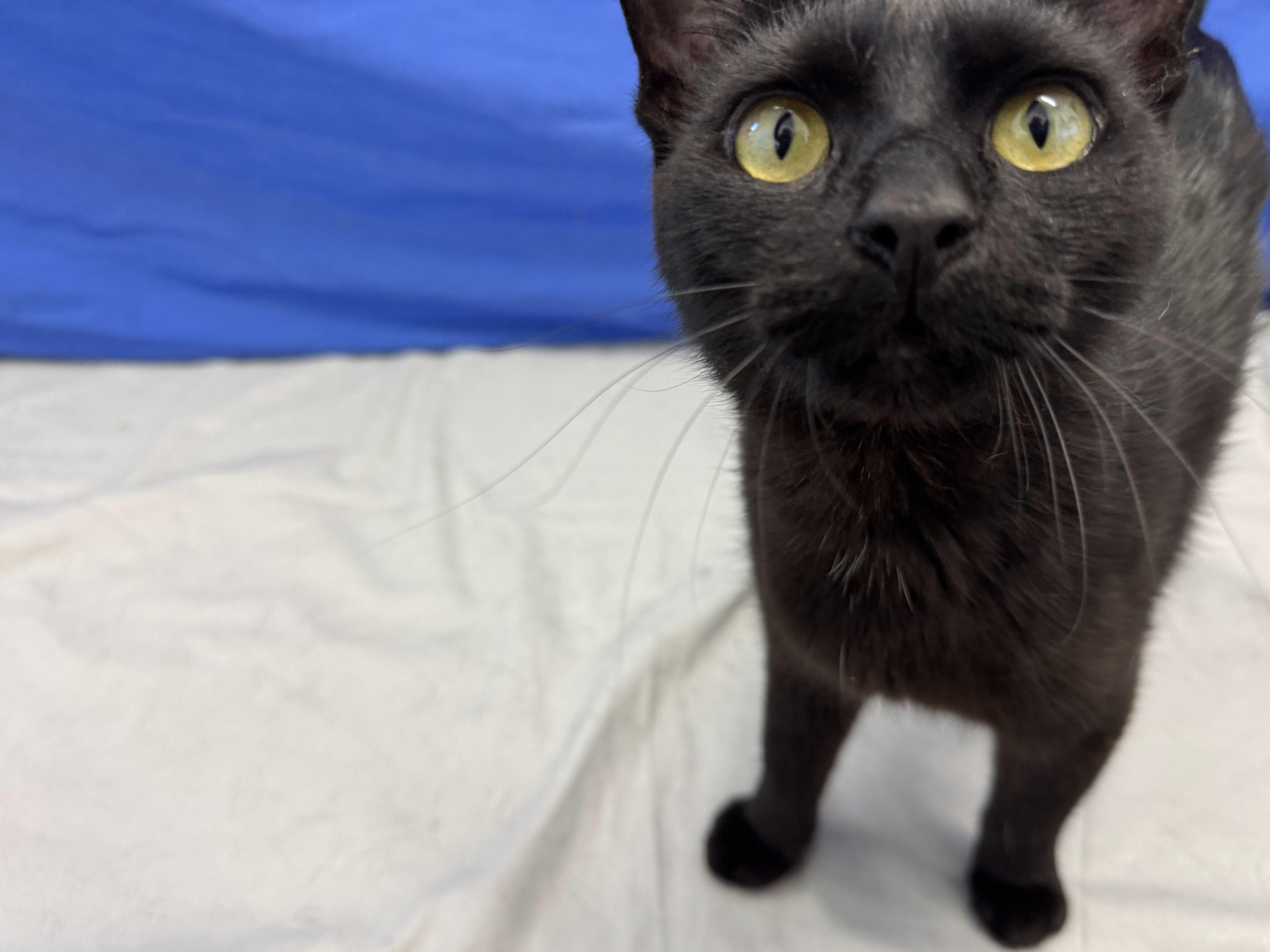 Elsa Bean, an adoptable Domestic Short Hair in Republic, WA, 99166 | Photo Image 4