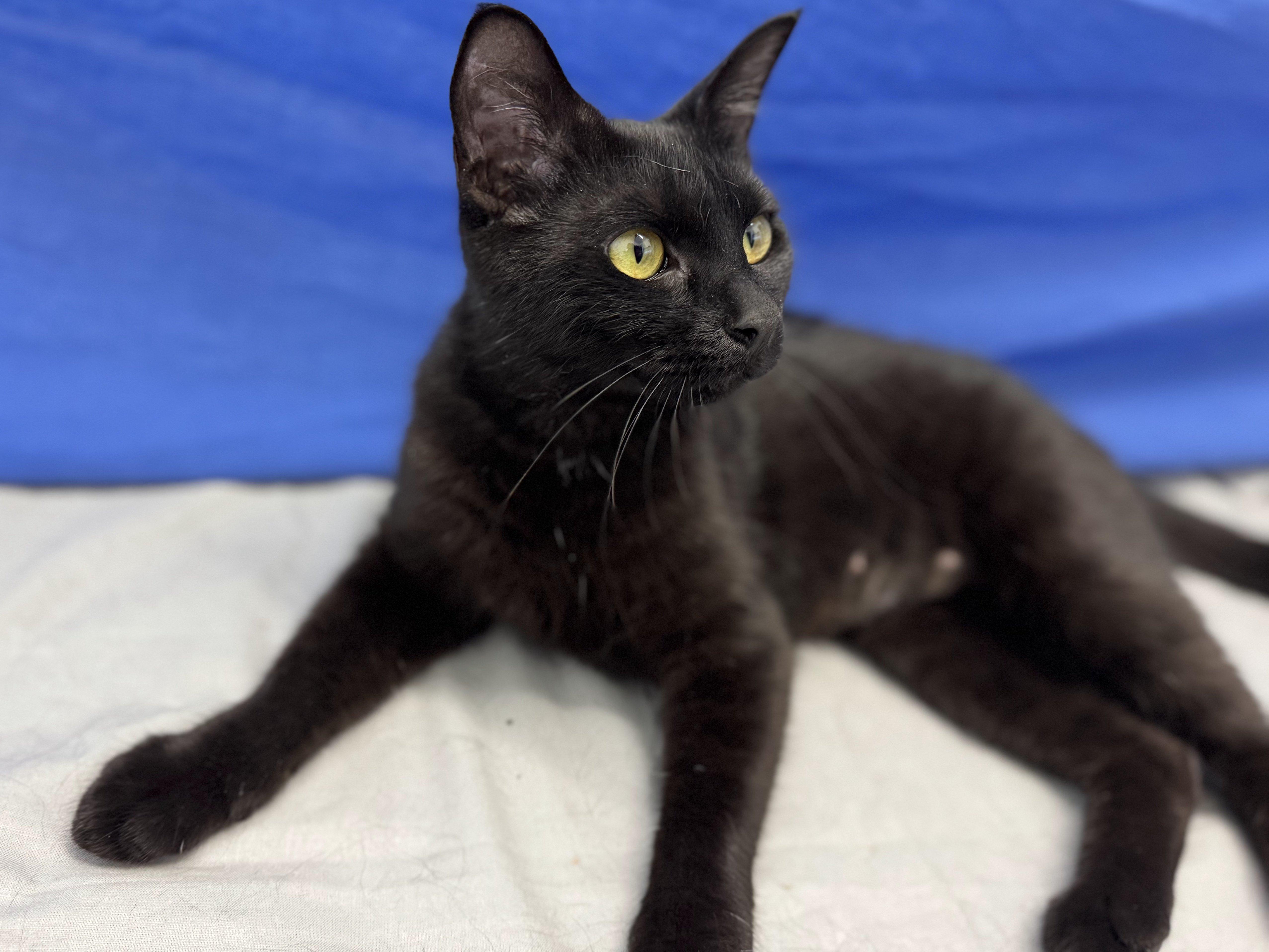 Elsa Bean, an adoptable Domestic Short Hair in Republic, WA, 99166 | Photo Image 3