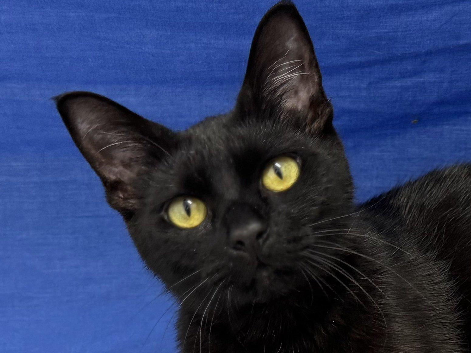 Elsa Bean, an adoptable Domestic Short Hair in Republic, WA, 99166 | Photo Image 1