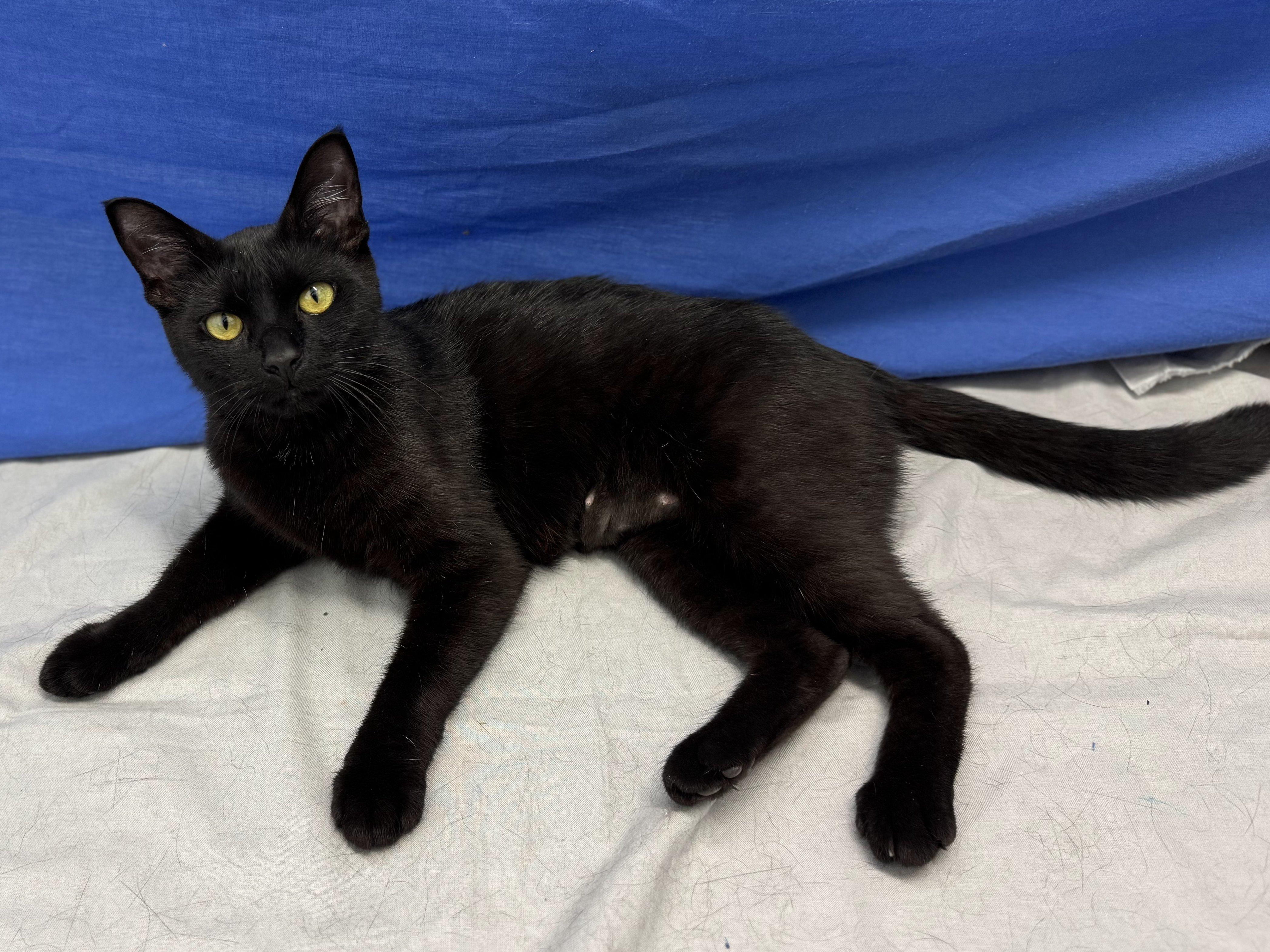 Elsa Bean, an adoptable Domestic Short Hair in Republic, WA, 99166 | Photo Image 5