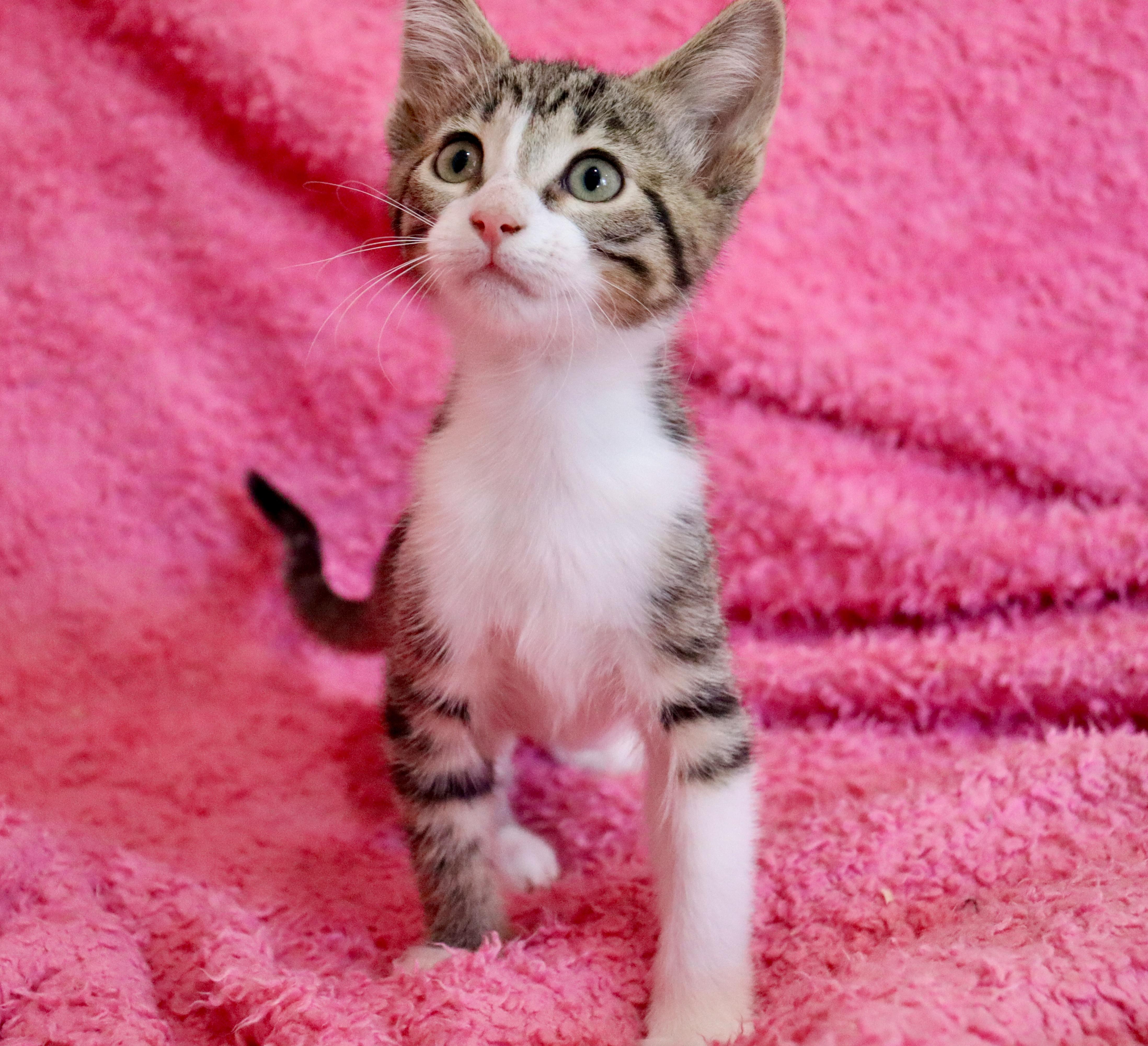 Sparrow, an adoptable mixed breed in Saint Augustine, FL image 2/6