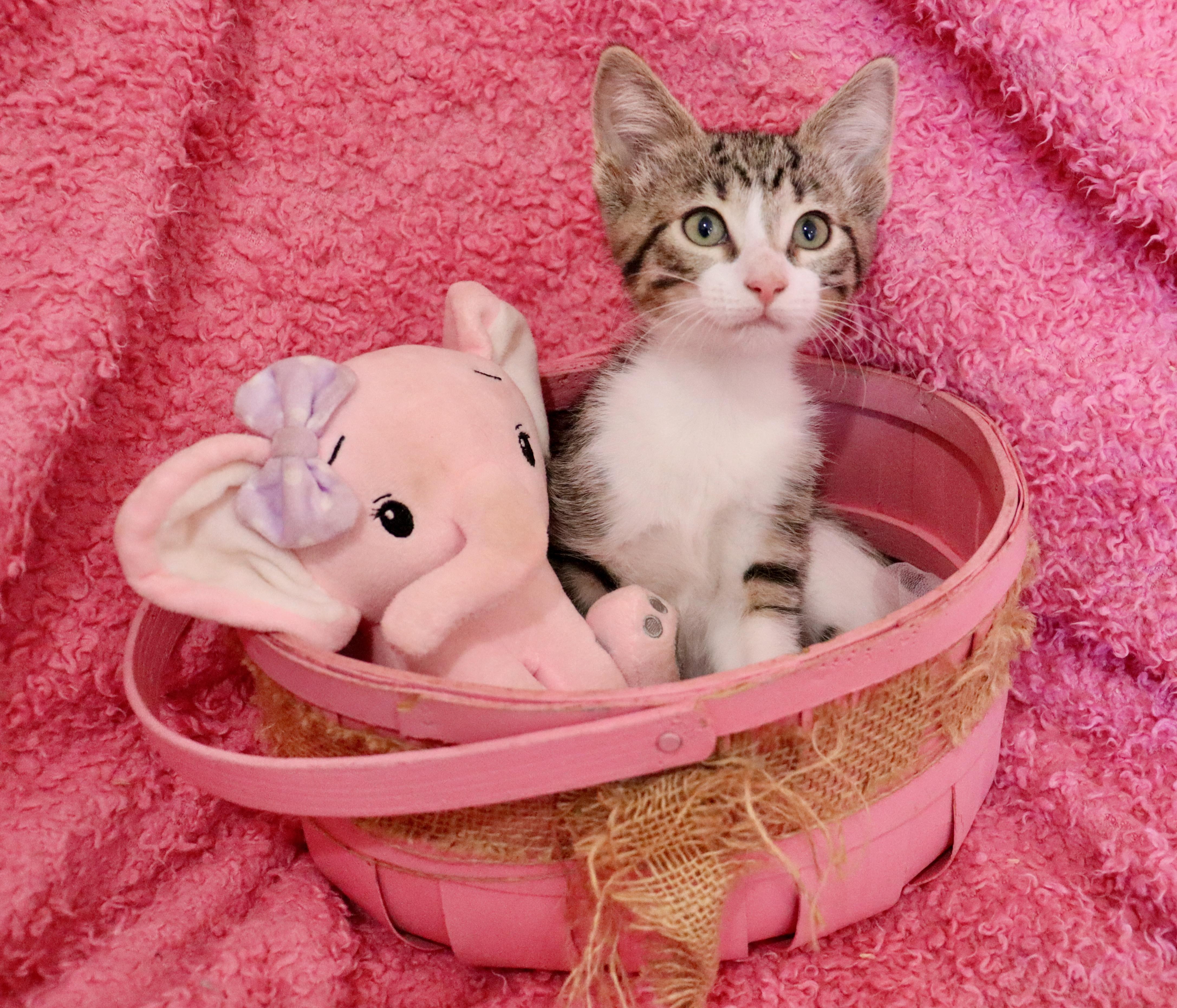Sparrow, an adoptable mixed breed in Saint Augustine, FL image 5/6