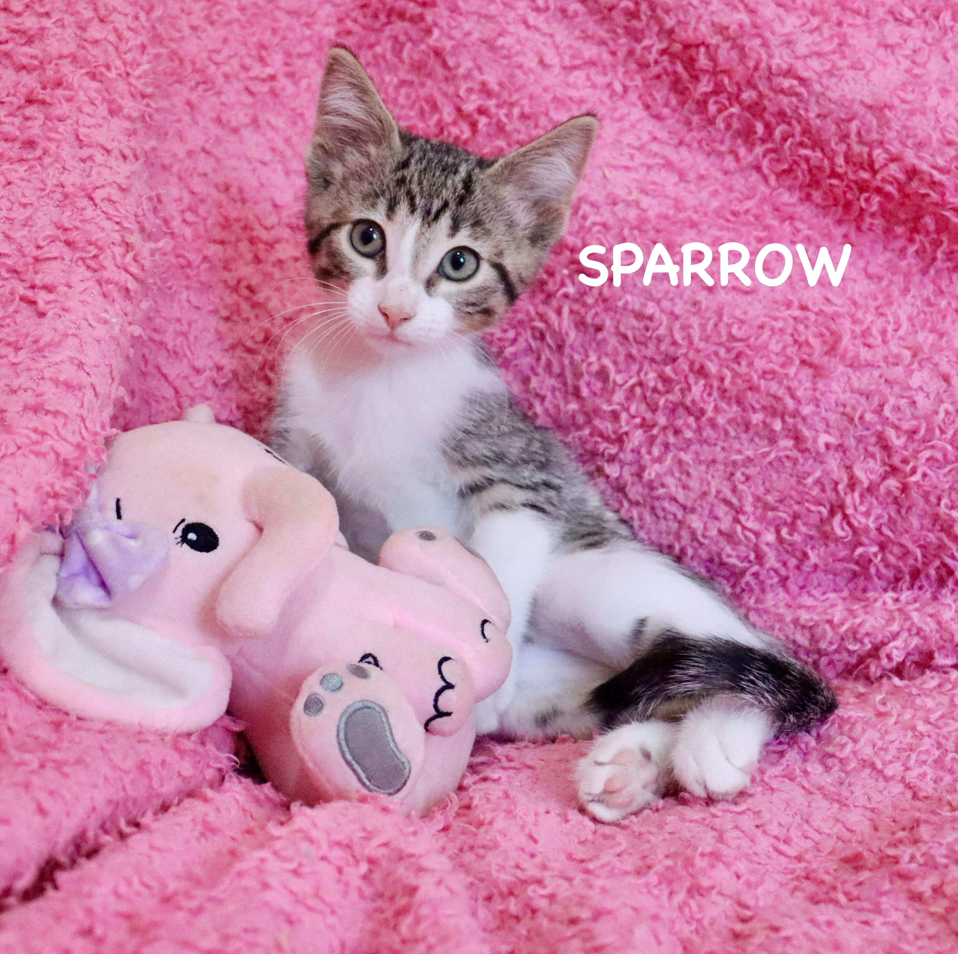 Sparrow, adoptable, Kitten Female Domestic Short Hair.