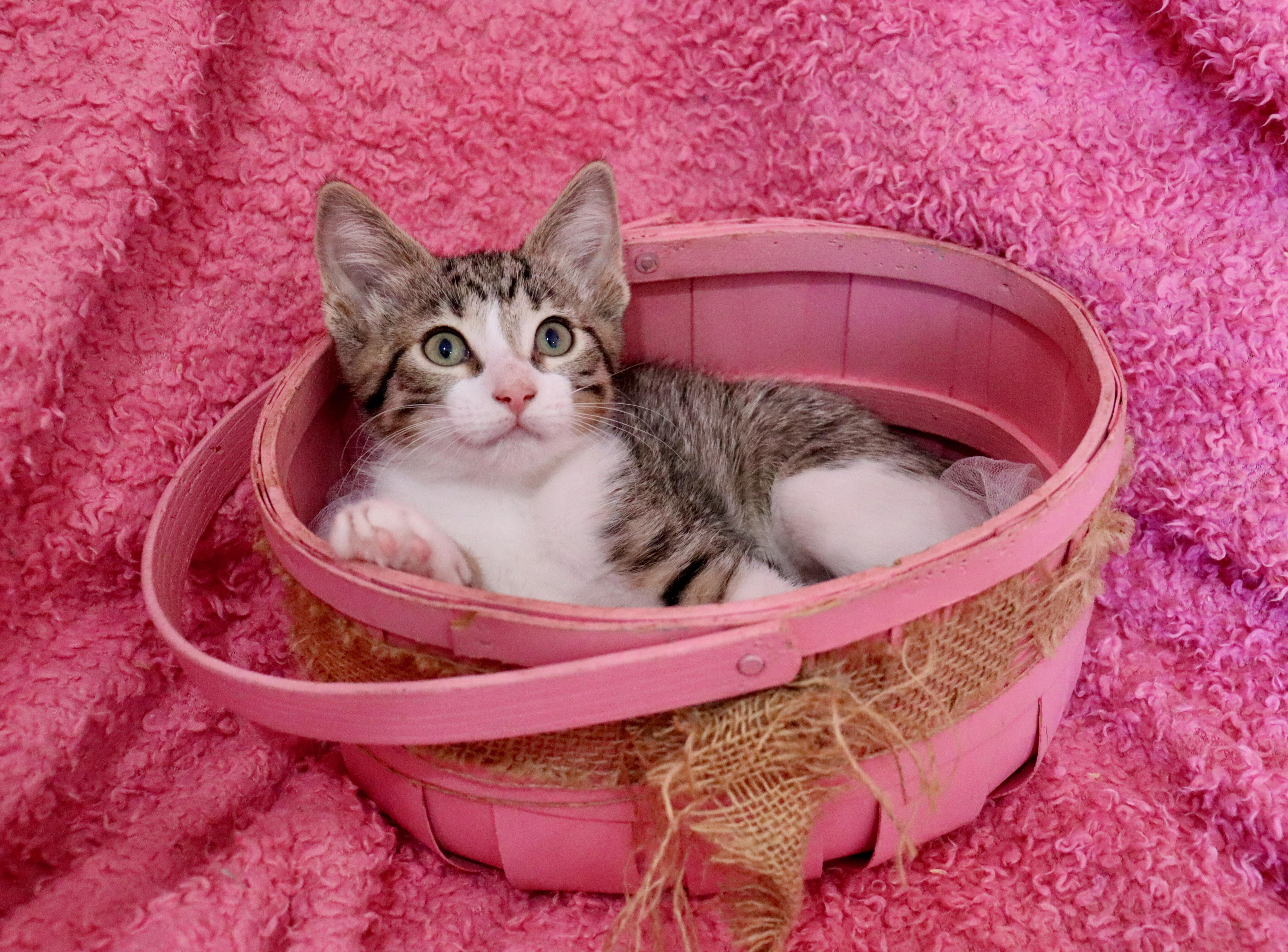 Sparrow, an adoptable mixed breed in Saint Augustine, FL image 6/6