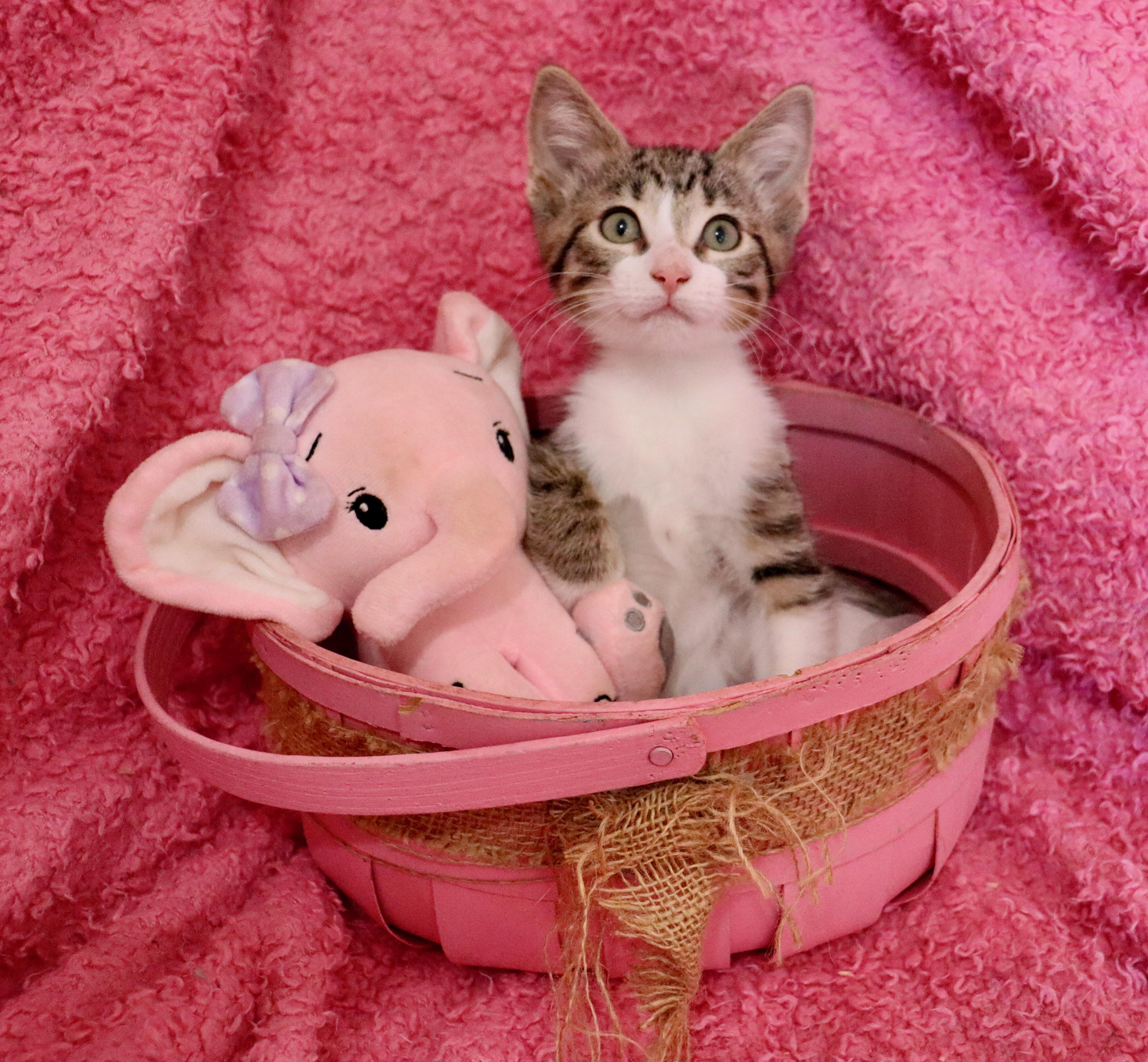 Sparrow, an adoptable mixed breed in Saint Augustine, FL image 3/6