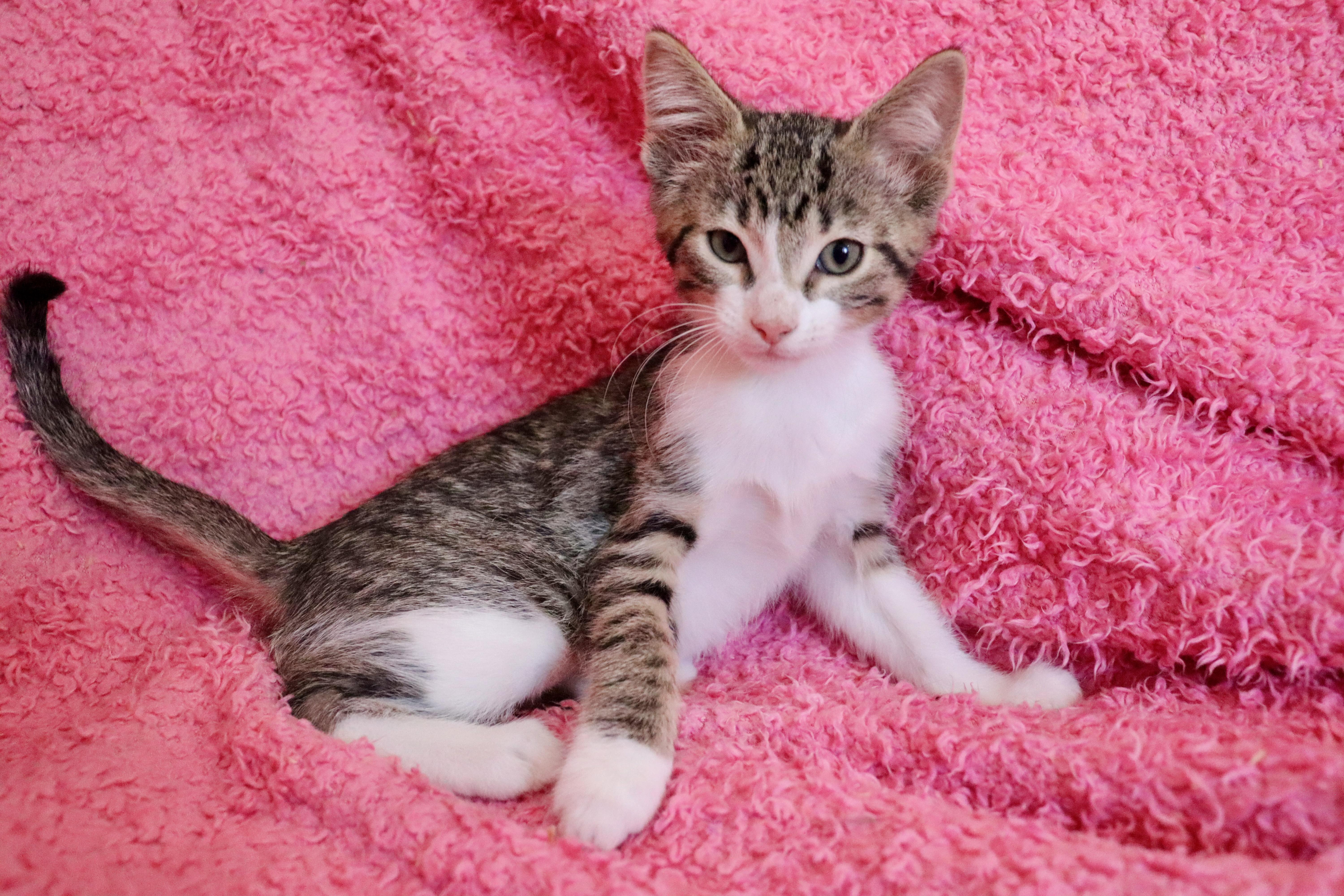 Sparrow, an adoptable mixed breed in Saint Augustine, FL image 4/6
