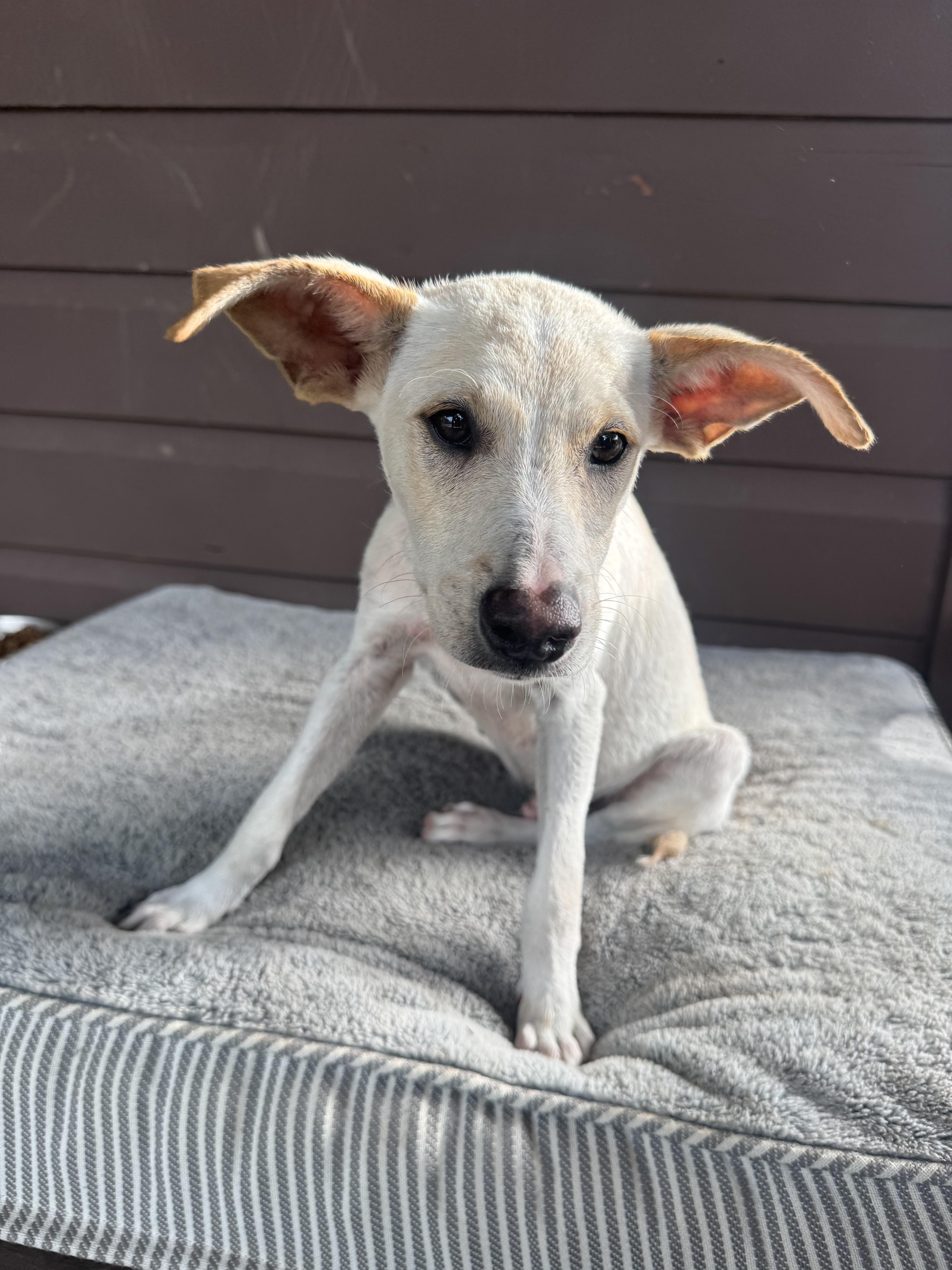 Enlarge Charlie - The Big-Eared Sweetie Pie, a Adoptable mixed breed in CHICAGO, IL image 3/6