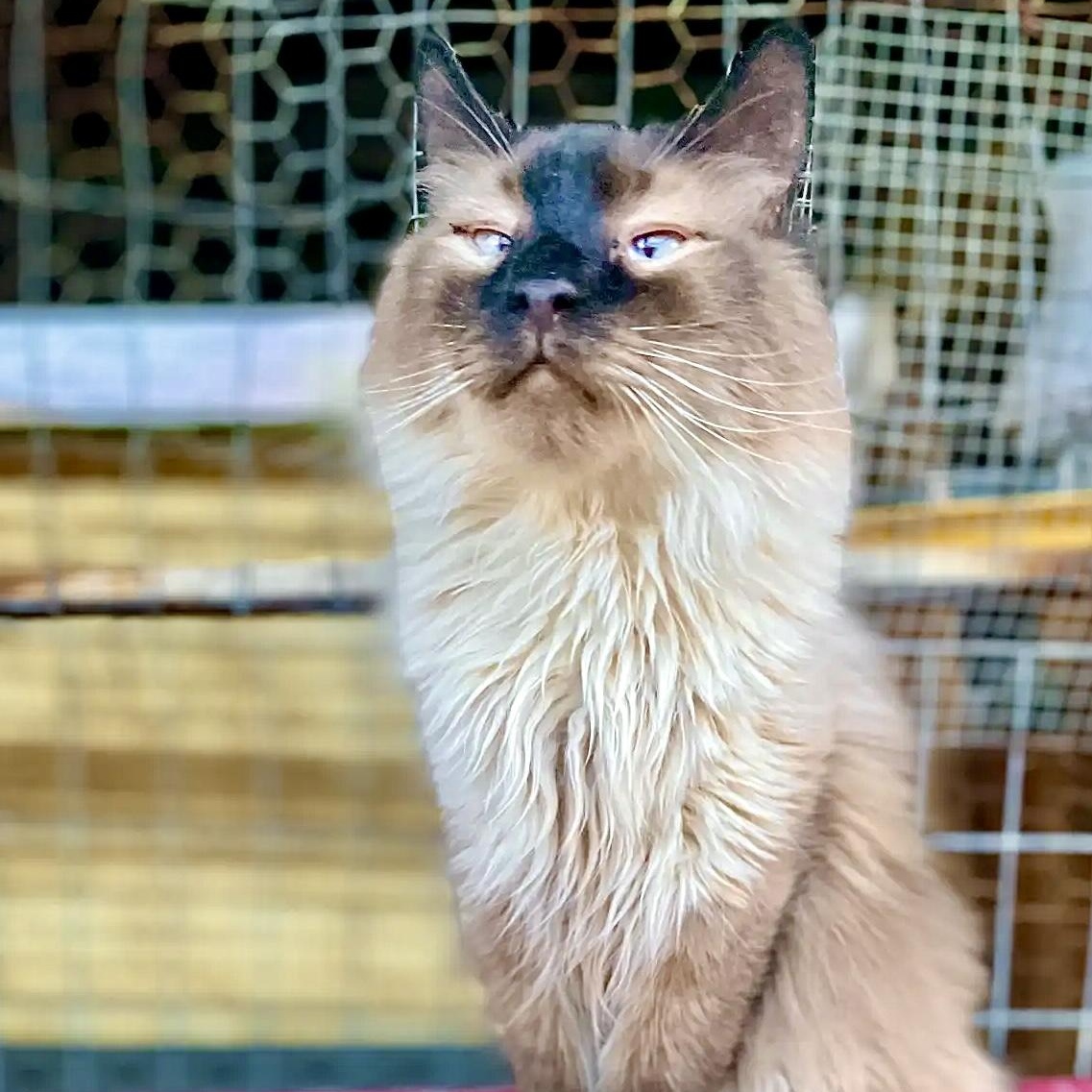Wolfie, an adoptable Himalayan in Williamsburg, NM, 87942 | Photo Image 4