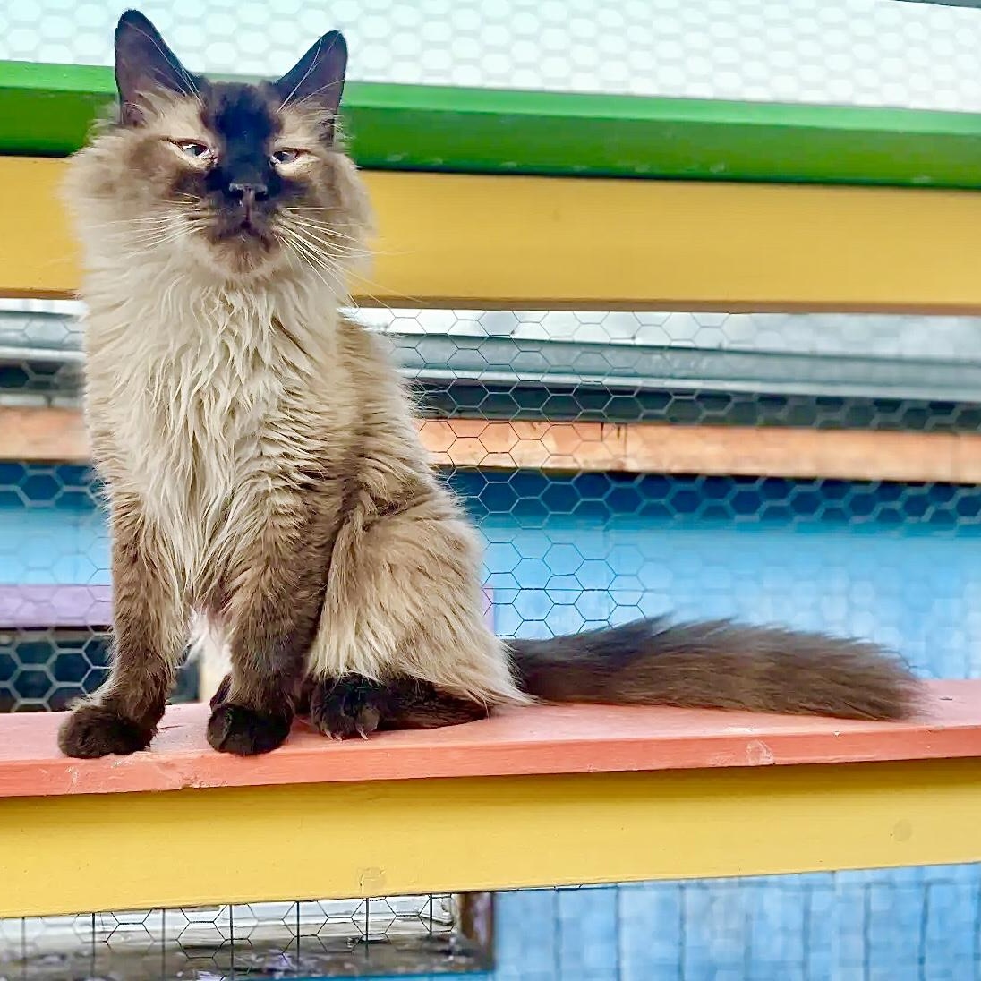 Wolfie, an adoptable Himalayan in Williamsburg, NM, 87942 | Photo Image 1