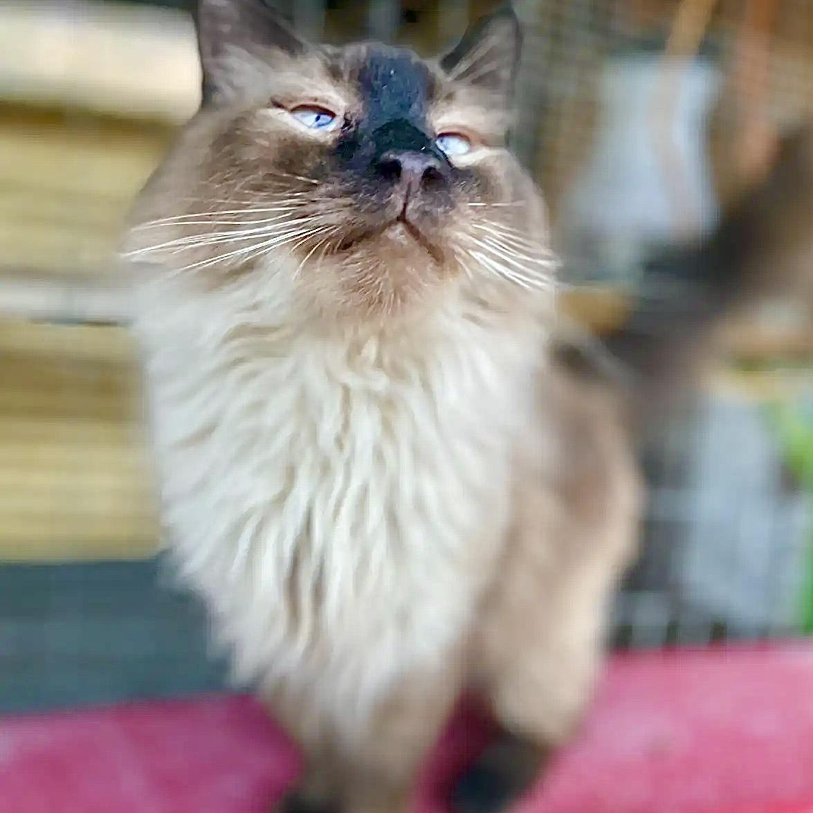Wolfie, an adoptable Himalayan in Williamsburg, NM, 87942 | Photo Image 6