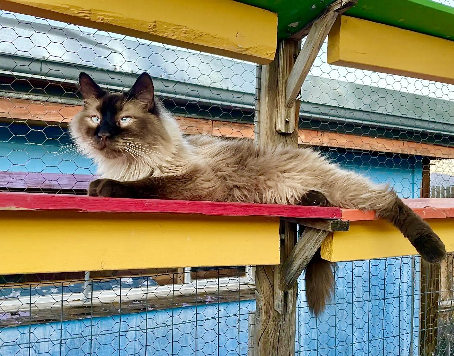 Wolfie, an adoptable Himalayan in Williamsburg, NM, 87942 | Photo Image 2