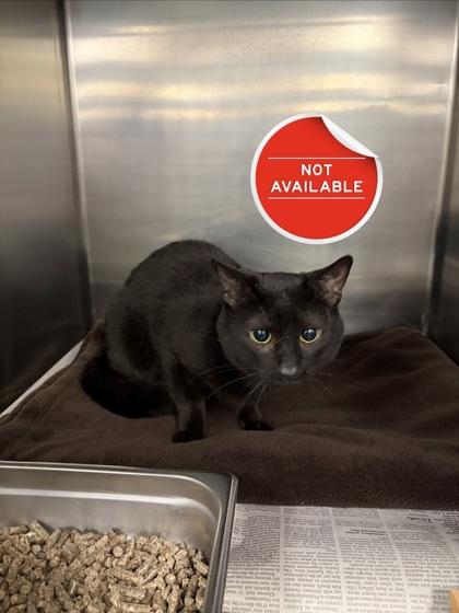 Enlarge Whiskey, a Adoptable mixed breed in Lowell, MA image 1/1