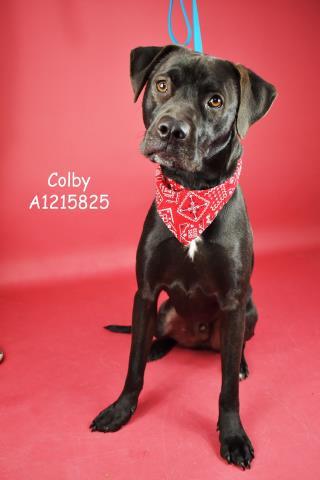 Colby -- URGENT! LONGTIME RESIDENT!, ADOPTABLE, Adult Male Labrador Retriever.
