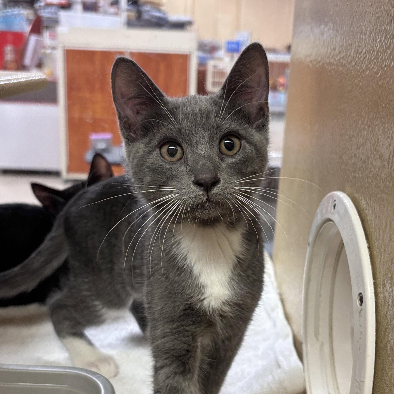 Sage, Adoptable, Kitten Female Domestic Short Hair.