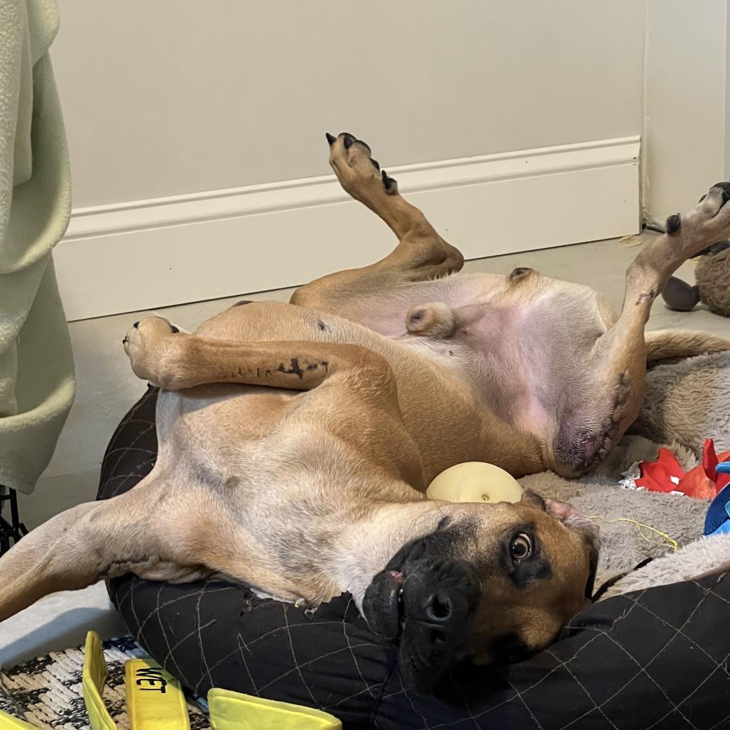 Wags — thumbnail 2