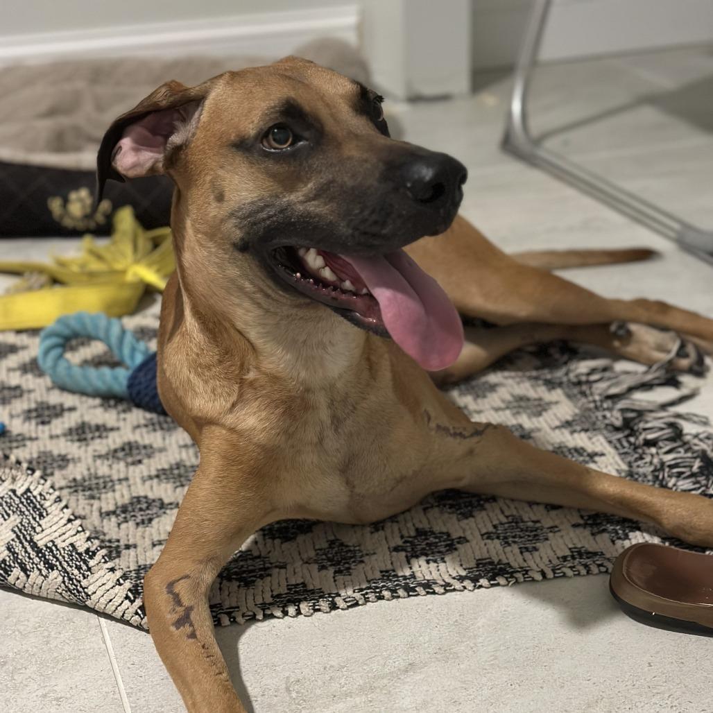 Wags — thumbnail 3