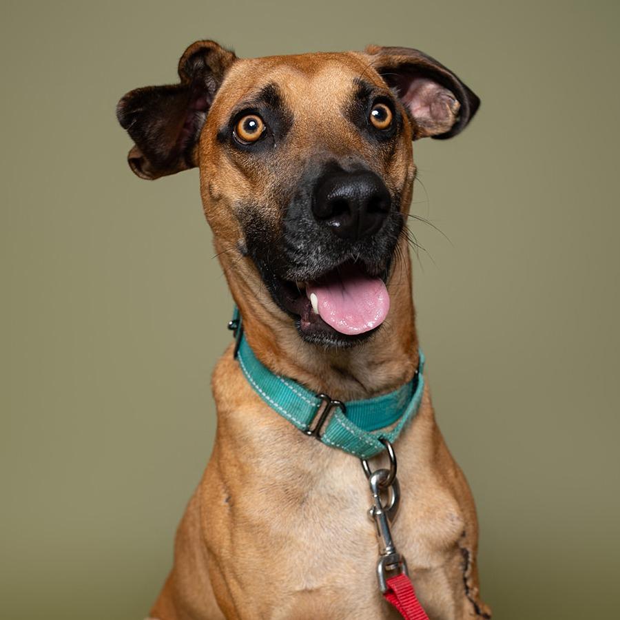 Wags — thumbnail 4