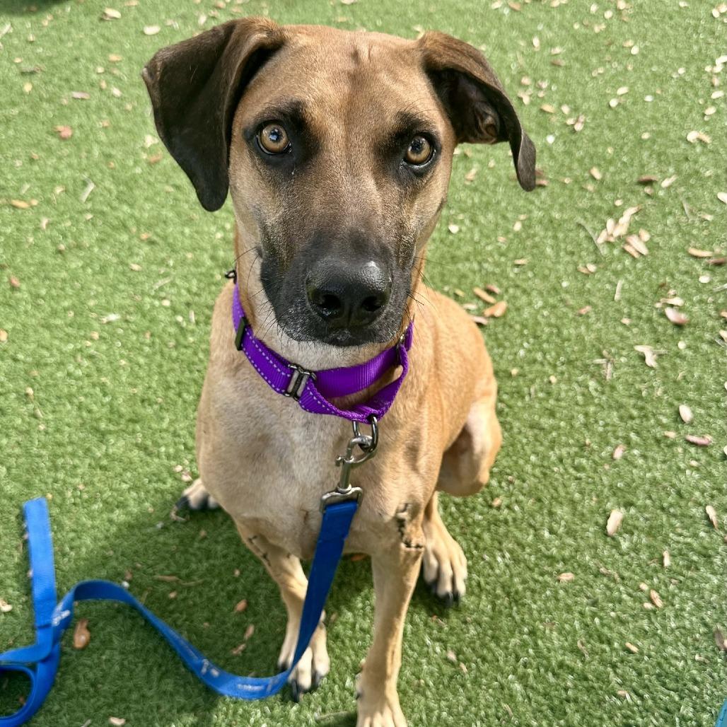 Wags — thumbnail 5