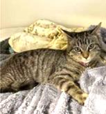 Enlarge Sugar, a ADOPTABLE Tabby in New Albany, OH image 3/5