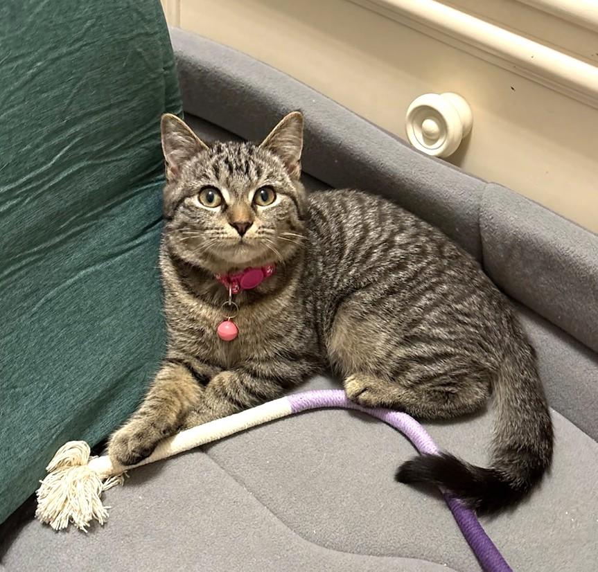 Sugar, ADOPTABLE, Kitten Female Tabby.