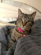 Enlarge Sugar, a ADOPTABLE Tabby in New Albany, OH image 2/5