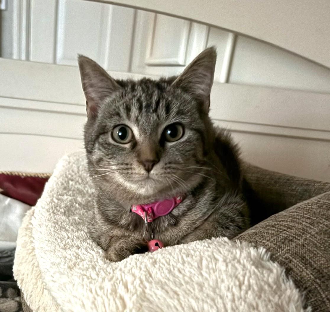 Enlarge Sugar, a ADOPTABLE Tabby in New Albany, OH image 4/5