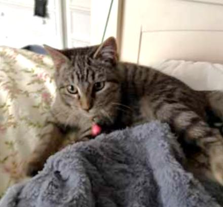 Enlarge Sugar, a ADOPTABLE Tabby in New Albany, OH image 5/5