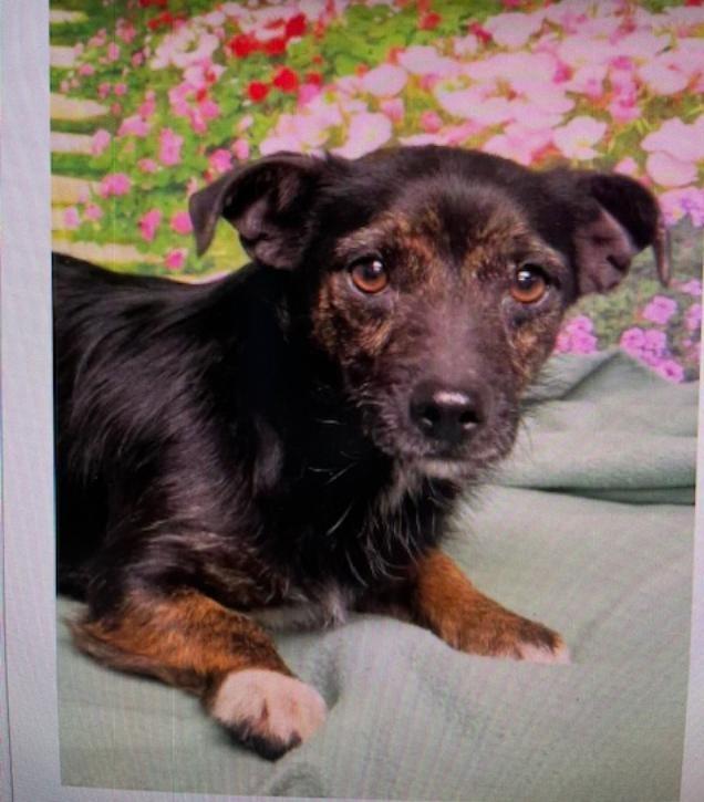 Rita, ADOPTABLE, Adult Female Terrier.