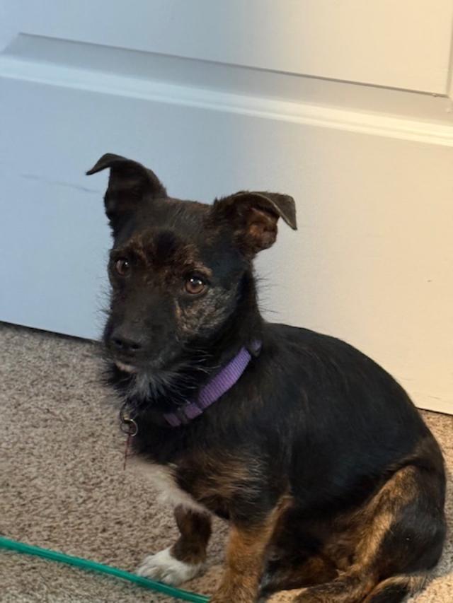 Enlarge Rita, a ADOPTABLE mixed breed in Littleton, CO image 3/3