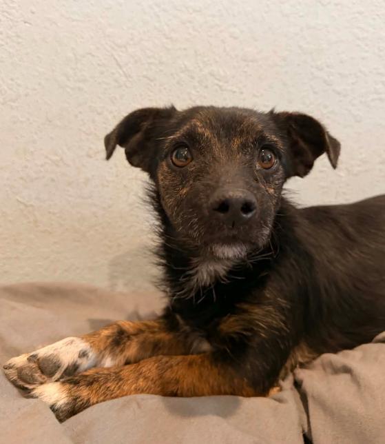 Enlarge Rita, a ADOPTABLE mixed breed in Littleton, CO image 1/3
