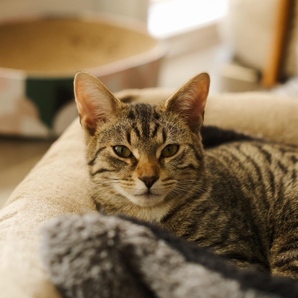 Enlarge Copper (OMB), a Adoptable Domestic Short Hair in Charlotte, NC image 1/6