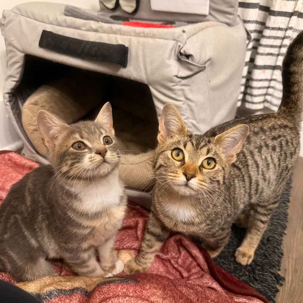 Enlarge Copper (OMB), a Adoptable Domestic Short Hair in Charlotte, NC image 1/5