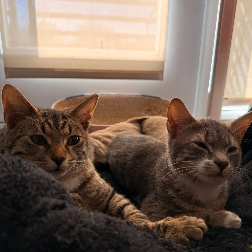 Enlarge Copper (OMB), a Adoptable Domestic Short Hair in Charlotte, NC image 3/6