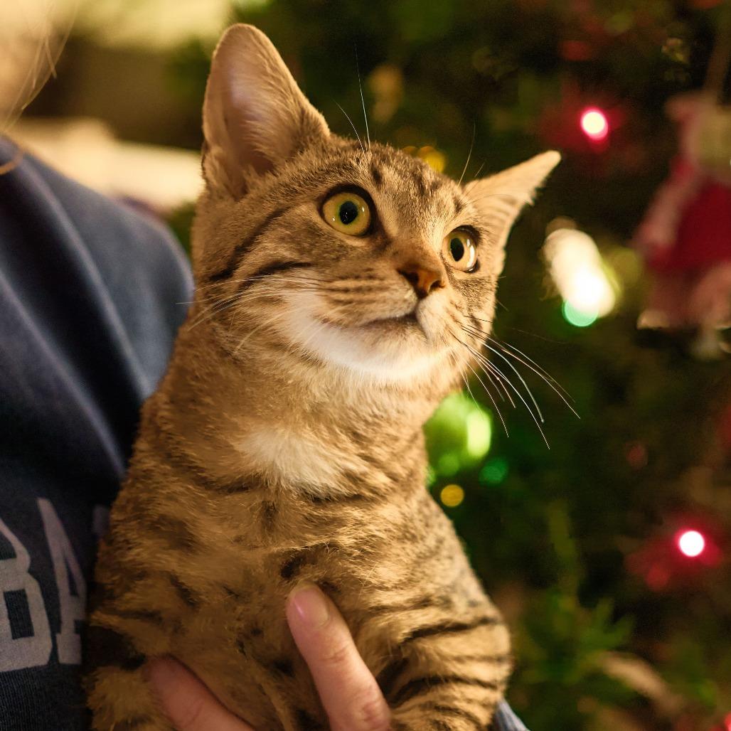 Enlarge Copper (OMB), a Adoptable Domestic Short Hair in Charlotte, NC image 3/5