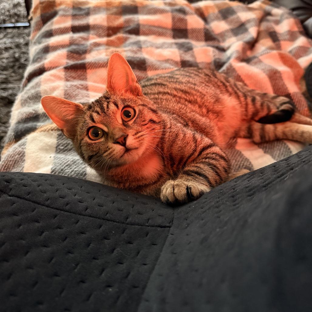 Enlarge Copper (OMB), a Adoptable Domestic Short Hair in Charlotte, NC image 5/6