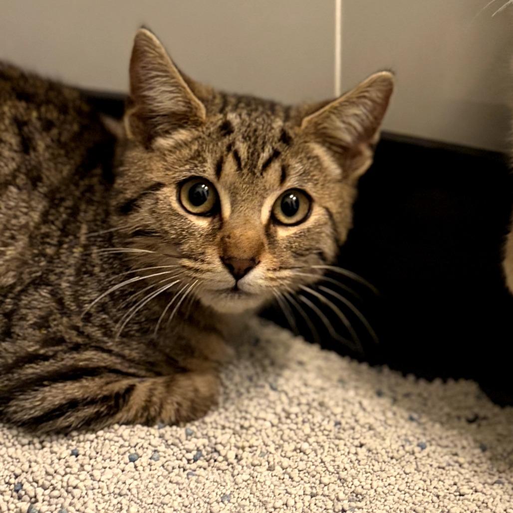 Enlarge Copper (OMB), a Adoptable Domestic Short Hair in Charlotte, NC image 4/5